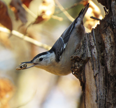White-breasted Nuthatch 175th Nall Trail 11_12_2015
